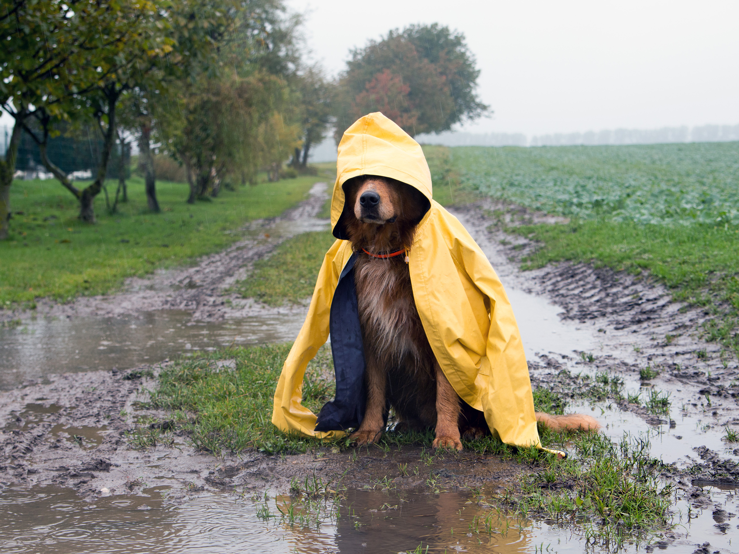Chien portant un k-way et couvert de boue prêt à rentrer dans la maison et laisser des traces partout au sol